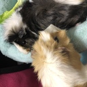 ちょもらんま双極ライフ〜ADHDをそえて〜