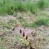 ギシギシまみれな親戚の元さとうきび畑から草を取る