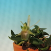 Epidendrum neoporpax