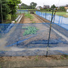 強い雨の中で野菜は