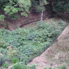 キレンゲショウマ受難：九州の脊梁山地をまわって