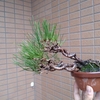 寄せ植え黒松整枝しました