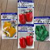 ピーマン系の鉢上げをしました(^^)/ (3月29日)