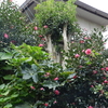 2011/11/24　サザンカ5分咲き