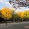 東京紅葉便り━光が丘公園━