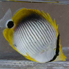 魚取りレポート2006     9.アケボノ