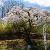 筆甫の桜