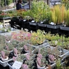 「植物売り尽くし　ＭＡＸ半額セール」