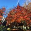 相模原市 中央区 中央公園の紅葉　（12月5日現在）