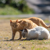 深島のねこさん