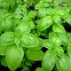 ズボラさんにこそオススメしたい！家庭菜園初心者はとりあえずバジルを育ててみて！
