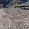 植え付けたお茶の木たちの芽も膨らんできています