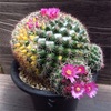 サボテンの花 まとめ【マミラリア編】