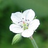 花のほほえみ