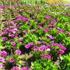 やまぐちフラワーランドの花木風景（9）：山口県柳井市