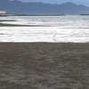 海猫の留まる花稲海岸