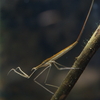 ミズカマキリ Ranatra chinensis