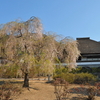 藤じゃなくて桜なのね、、