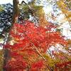 12月2日 紅葉を感じる