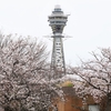 咲き誇る桜と通天閣