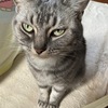 違う意味での策士の２匹：先住ネコと保護ネコの（悪）知恵の使い方の違い