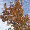 今年は紅葉はまあまあ？るーさん冬の持病