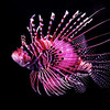 pink tiger fish
