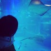 はじめての水族館