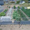 実家の畑で農作業でした
