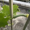 広島大雨警報・　ヘチマの生長