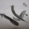 ヒナ文鳥のその後…、その３