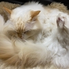 これで眠れますか？