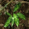 Aglaonema pictum"ちゃんぷーる"BNN from Sibolga timur【AZ0322-3c】