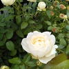 花の色　バラの２番花を何度でも～