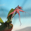 Bulbophyllum Lovely Elizabeth 'Shonan' BMJOGA