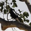 カササギフエガラス(Australian Magpie)