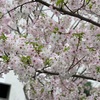 今年も桜綺麗ですね🌸