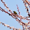 物欲がムラムラと・・花粉舞うなかメジロ撮りへ・・