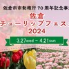 佐倉市市制施行70周年記念事業 佐倉チューリップフェスタ2024   開催中 (⁠^⁠^⁠)^⁠_⁠^(⁠^⁠^⁠)^⁠_⁠^(⁠^⁠^⁠)^⁠_⁠^