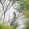 ２０２３年７月、北海道の道東にて野鳥観察。落石（クルーズ）に２回乗船。（アルパインツアーサービスが企画した二泊三日の野鳥観察ツアーに参加。）その３二日目、根室、霧多布。