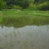 6月24日の活動報告～田植え補植、榾木、麦刈り