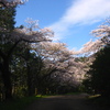 桜舞い上がるスポルティバ・エクイリビウムテストプレイ＋α.1