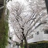 桜が満開だよ