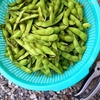 ７月の家庭菜園：初心者が楽しむ野菜作り
