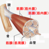 お家で筋膜リリースやりませんか？