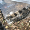 猛禽類の羽根