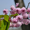 さまざまな桜「梅護寺数珠掛桜（バイゴジジュズカケザクラ）」