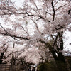 福島・岳温泉の桜並木