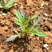 ミントテロ 庭にミントを植えるのは危険 恐るべきミントの繁殖力 アタマの中は花畑