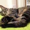 猫がおもちゃで遊ばない って時のお助けアイテム5つ きまやのきまま屋